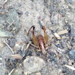 カマドウマ