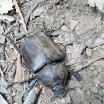 カブトムシ