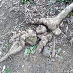 木のコブ