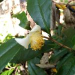 お茶の花？