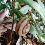 でんでん虫