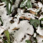 雪