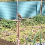ジョウビタキ