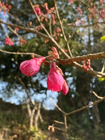 寒緋桜