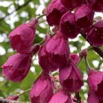 寒緋桜