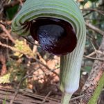 ムサシアブミ