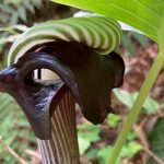 ムサシアブミ