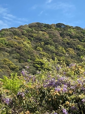 山笑う