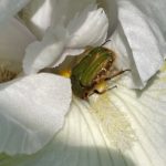 ハナムグリ