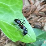 ムネアカオオアリ
