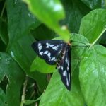 ウメエダシャク