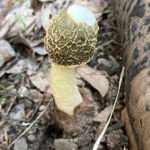 ウスキキヌガサタケ