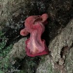 カンゾウタケ