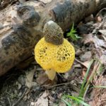 ウスキキヌガサタケ