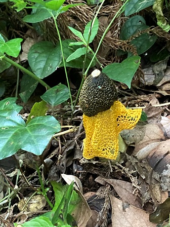 ウスキキヌガサタケ