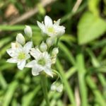 ニラの花