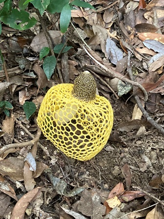 ウスキキヌガサタケ