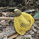 ウスキキヌガサタケ