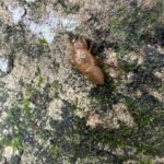セミの抜け殻