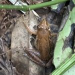 アカガエル