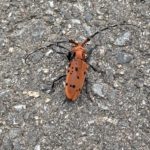 ホシベニカミキリ