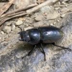 クワガタ　メス