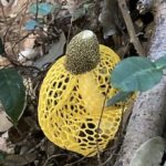キヌガサタケ