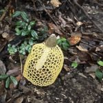 ウスキキヌガサタケ
