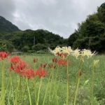 マンジュシャゲ