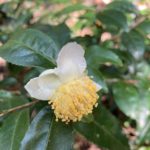お茶の花