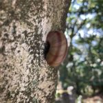 でんでん虫