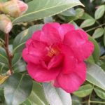 山茶花