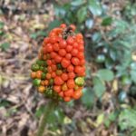 マムシグサの実