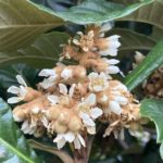 ビワの花