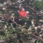 ヤブツバキ