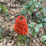 マムシグサの実