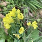 菜の花