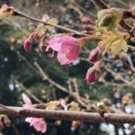 河津桜