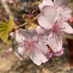 河津桜