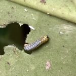 アサギマダラの幼虫