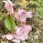 河津桜