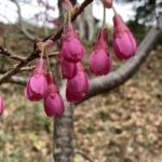 寒緋桜