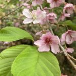 河津桜
