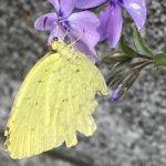 モンキチョウ