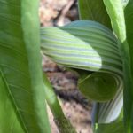 ムサシアブミ