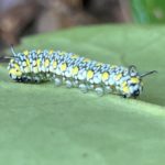 アサギマダラ　幼虫