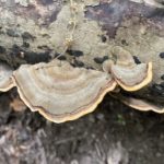 ウチワタケ