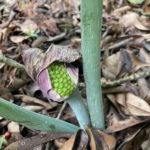 ムサシアブミの実