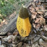 ウスキキヌガサタケ