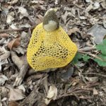 ウスキキヌガサタケ